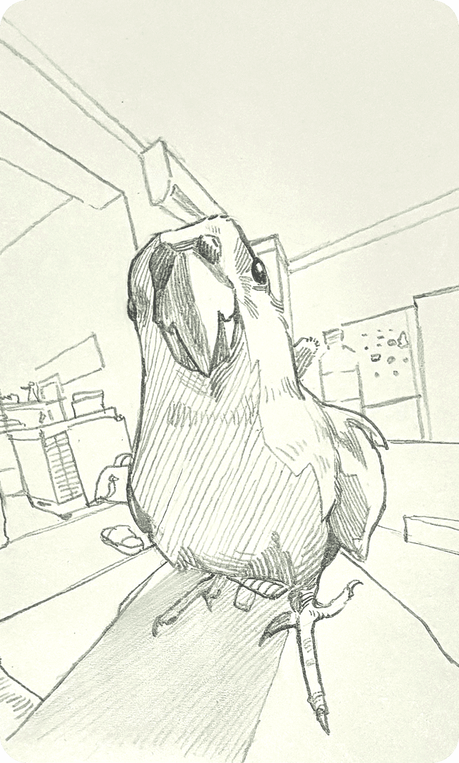 Bird sketch